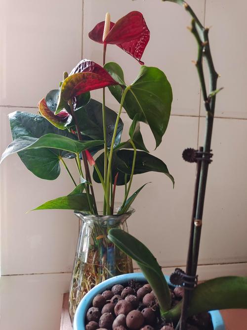 水培红掌为何会变粉色?-第1张图片-吾爱花网 水培红掌为何会变粉色?-第1张图片-吾爱花网