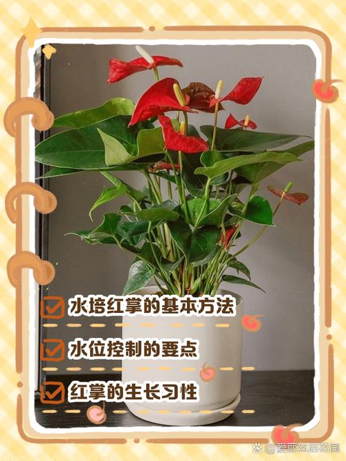 水培红掌为何会变粉色？-第2张图片-吾爱花网