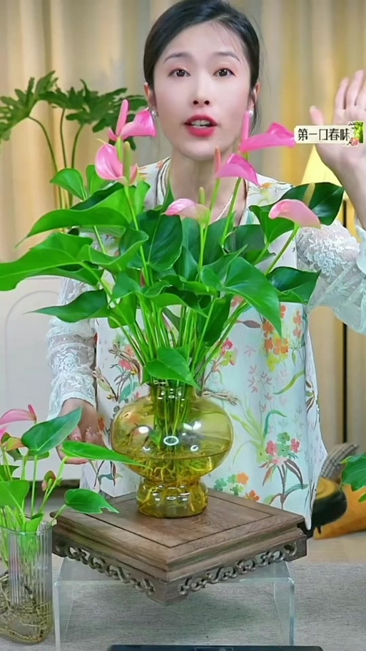 水培红掌为何会变粉色？-第3张图片-吾爱花网