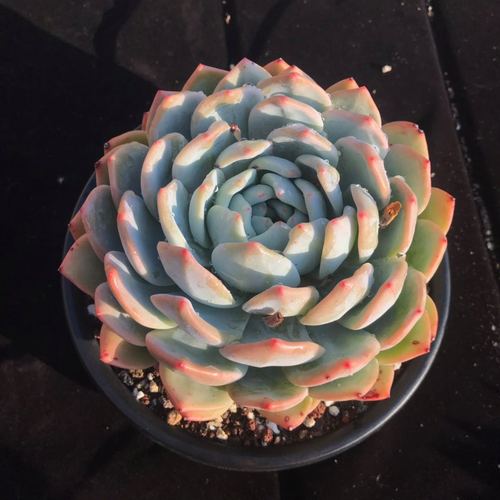 云南多肉植物店图片大全有哪些热门推荐？-第1张图片-吾爱花网