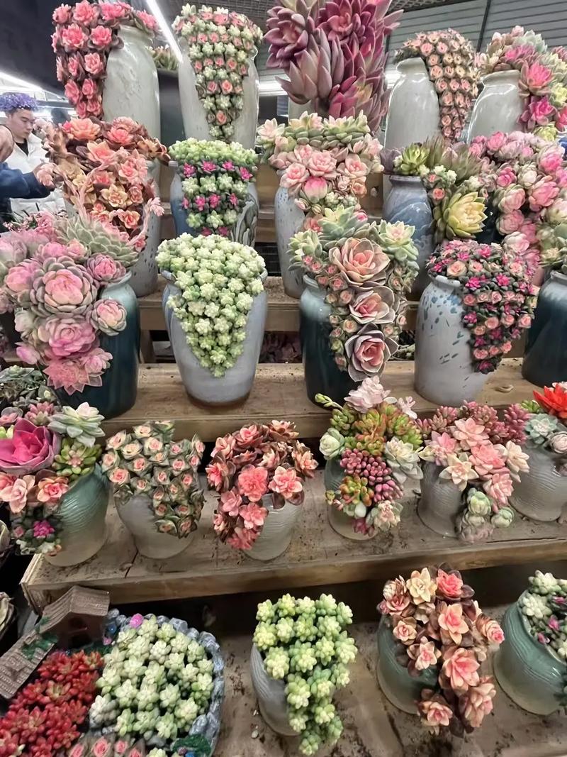 云南多肉植物店图片大全有哪些热门推荐？-第2张图片-吾爱花网
