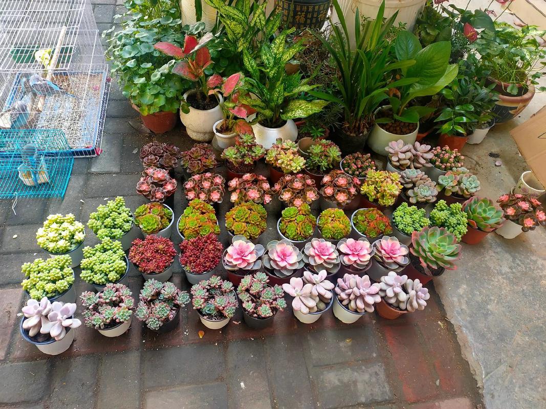 云南多肉植物店图片大全有哪些热门推荐？-第3张图片-吾爱花网