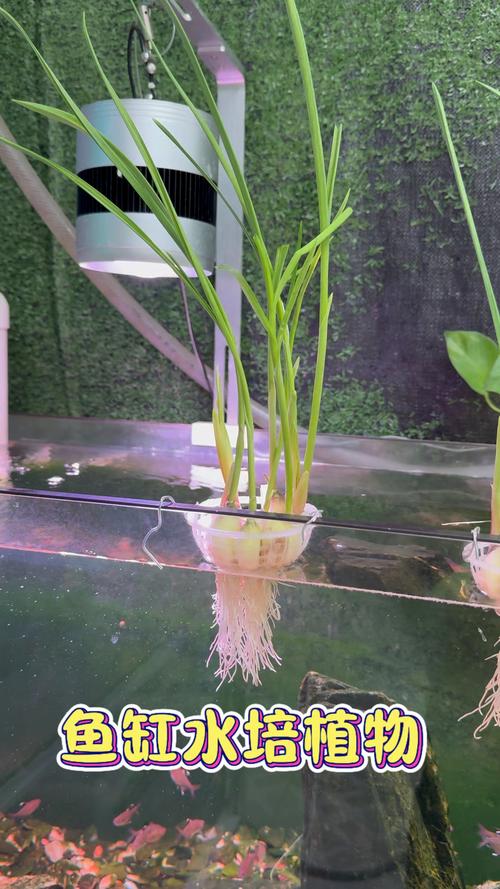 水培国王能养鱼吗?-第1张图片-吾爱花网 水培国王能养鱼吗?-第1张图片-吾爱花网