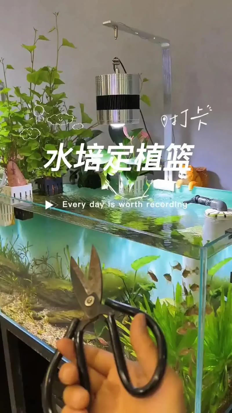 水培国王能养鱼吗?-第3张图片-吾爱花网 水培国王能养鱼吗?-第3张图片-吾爱花网