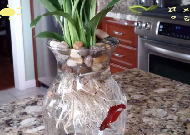 水培国王能养鱼吗?-第2张图片-吾爱花网 水培国王能养鱼吗?-第2张图片-吾爱花网