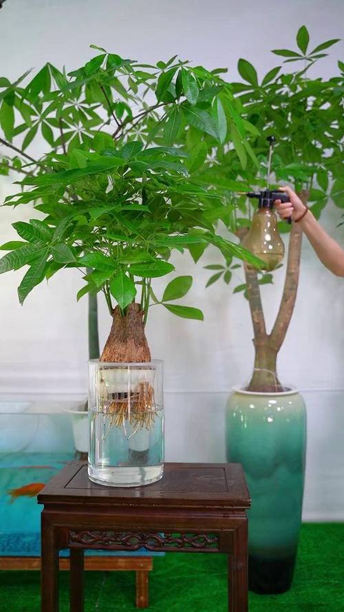 水培发财树为何只长叶不长根？-第3张图片-吾爱花网