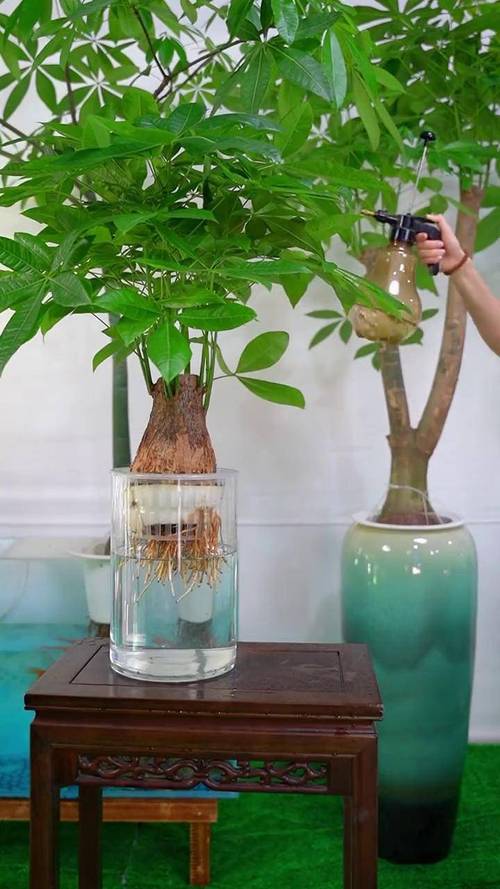 水培发财树为何只长叶不长根?-第1张图片-吾爱花网 水培发财树为何只长叶不长根?-第1张图片-吾爱花网