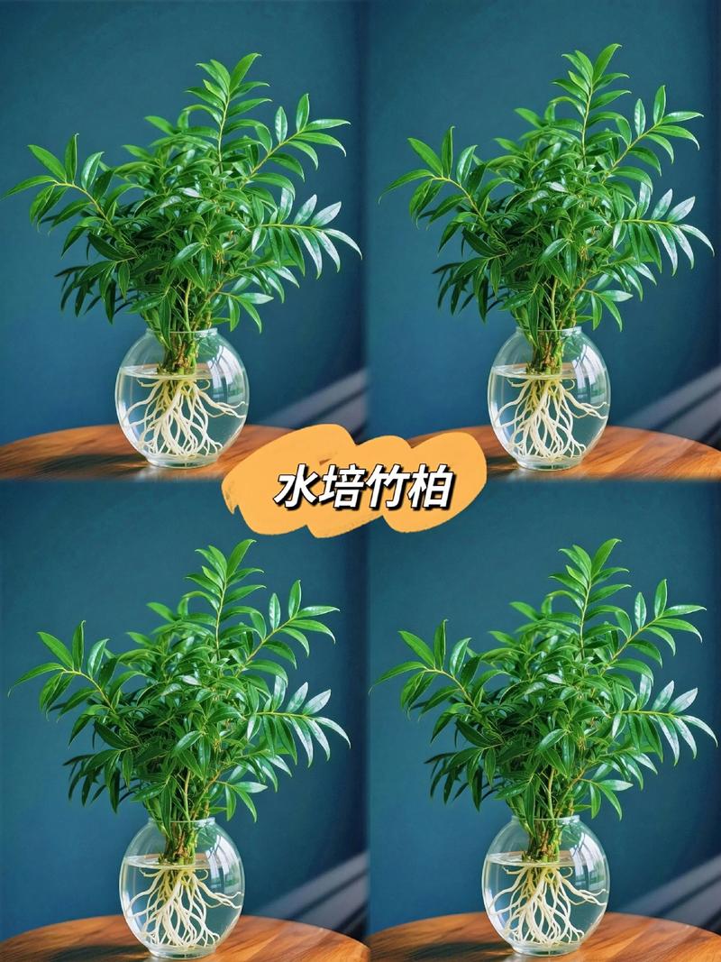 水培植物离家咋养护？-第2张图片-吾爱花网