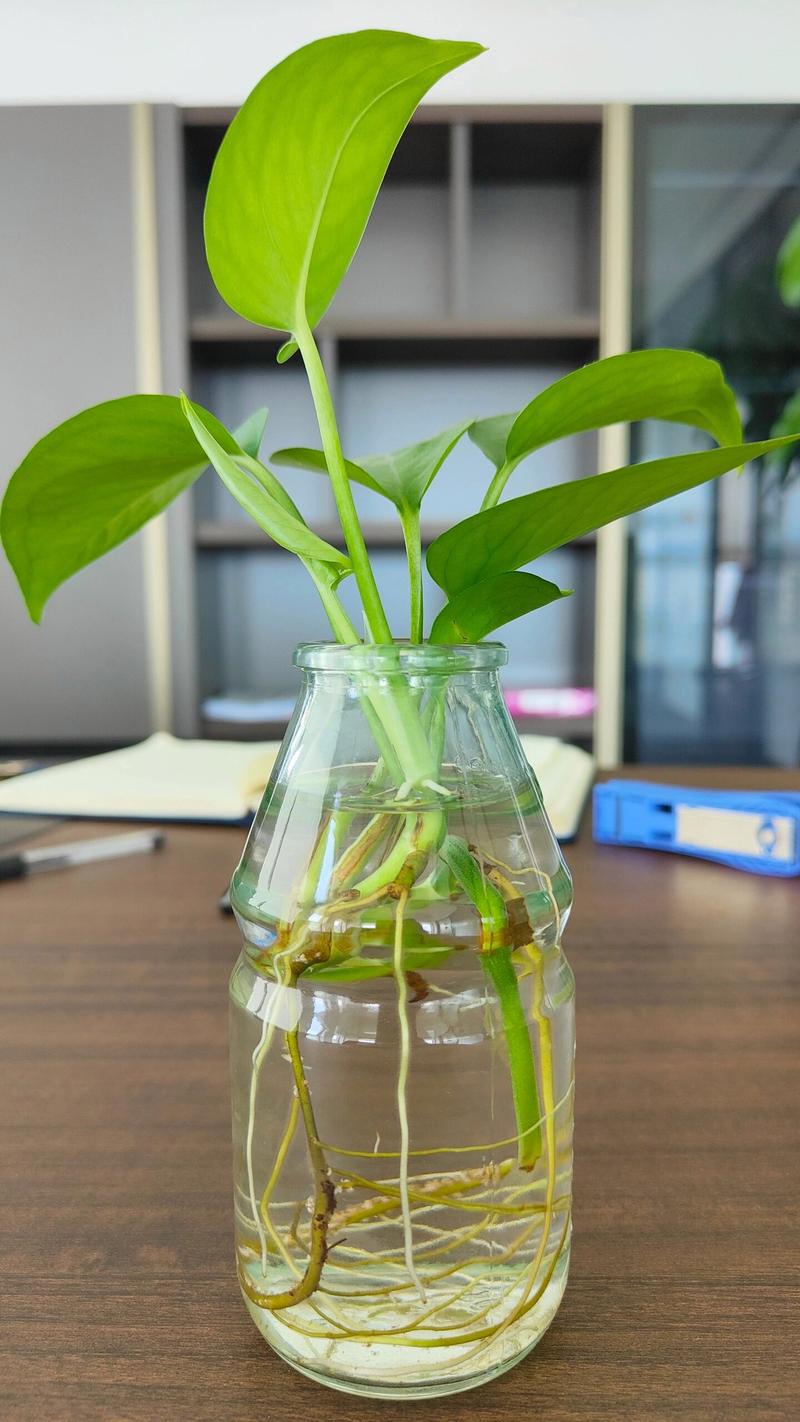 半水培绿萝用淘米水行吗?-第1张图片-吾爱花网 半水培绿萝用淘米水行吗?-第1张图片-吾爱花网