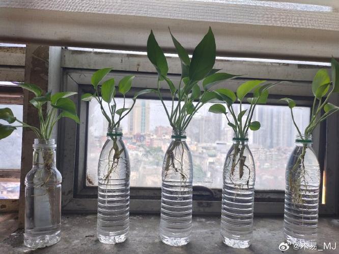 半水培绿萝用淘米水行吗?-第3张图片-吾爱花网 半水培绿萝用淘米水行吗?-第3张图片-吾爱花网