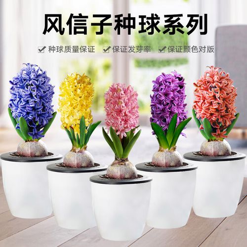 风信子水培该加哪种肥?-第3张图片-吾爱花网 风信子水培该加哪种肥?-第3张图片-吾爱花网