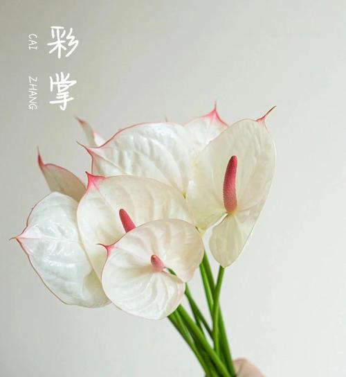 水培红掌花寿命有多长?-第1张图片-吾爱花网 水培红掌花寿命有多长?-第1张图片-吾爱花网