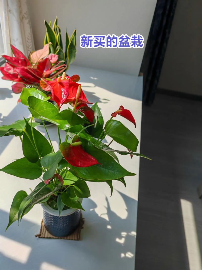 水培红掌花寿命有多长?-第3张图片-吾爱花网 水培红掌花寿命有多长?-第3张图片-吾爱花网