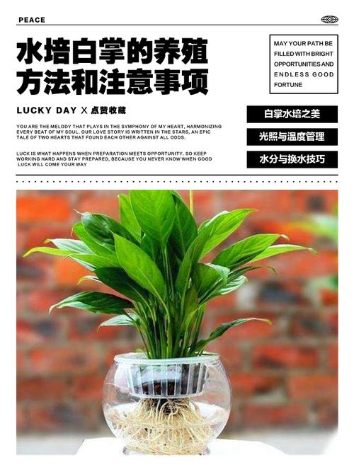 水培白掌根臭了咋办?-第2张图片-吾爱花网 水培白掌根臭了咋办?-第2张图片-吾爱花网