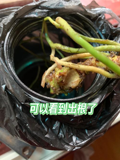 水培白掌根臭了咋办?-第1张图片-吾爱花网 水培白掌根臭了咋办?-第1张图片-吾爱花网