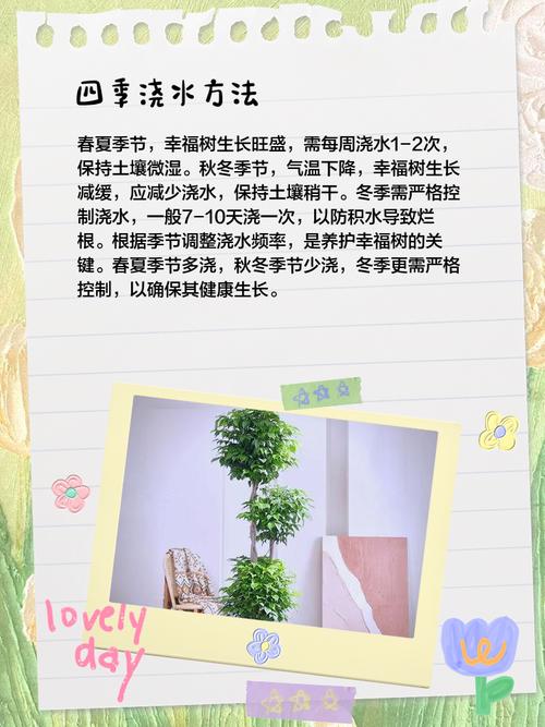 幸福树土培水培,哪种生长更快?-第1张图片-吾爱花网 幸福树土培水培,哪种生长更快?-第1张图片-吾爱花网