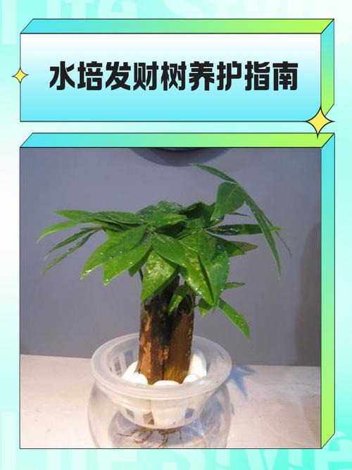 水培土养发财树,哪种更易养活?-第1张图片-吾爱花网 水培土养发财树,哪种更易养活?-第1张图片-吾爱花网
