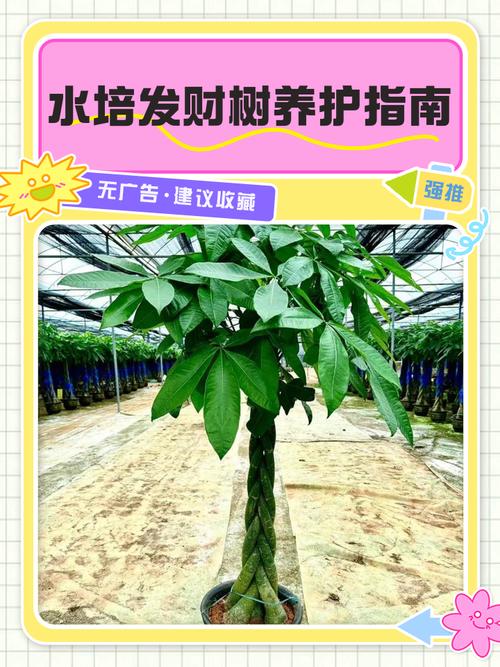 水培土养发财树,哪种更易养活?-第2张图片-吾爱花网 水培土养发财树,哪种更易养活?-第2张图片-吾爱花网