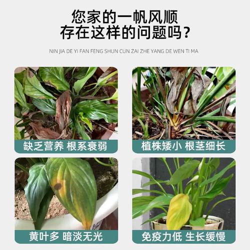 水培白掌黄叶烂根如何快速解决?-第3张图片-吾爱花网 水培白掌黄叶烂根如何快速解决?-第3张图片-吾爱花网