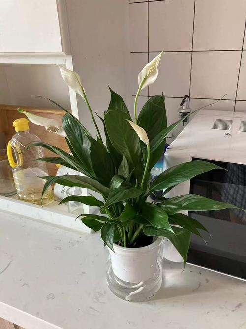 水培一帆风顺水质发臭怎么办?-第2张图片-吾爱花网 水培一帆风顺水质发臭怎么办?-第2张图片-吾爱花网