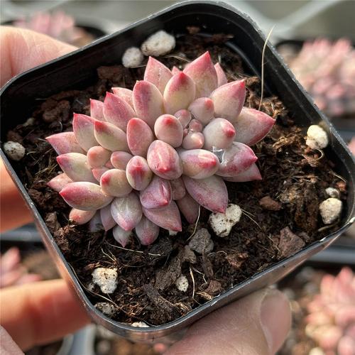 多肉小盆景怎么养出图片里的惊艳效果?-第3张图片-吾爱花网 多肉小盆景怎么养出图片里的惊艳效果?-第3张图片-吾爱花网