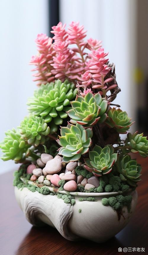 多肉小盆景怎么养出图片里的惊艳效果?-第2张图片-吾爱花网 多肉小盆景怎么养出图片里的惊艳效果?-第2张图片-吾爱花网
