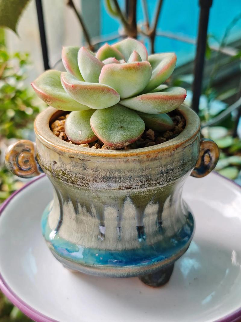 多肉小盆景怎么养出图片里的惊艳效果?-第1张图片-吾爱花网 多肉小盆景怎么养出图片里的惊艳效果?-第1张图片-吾爱花网