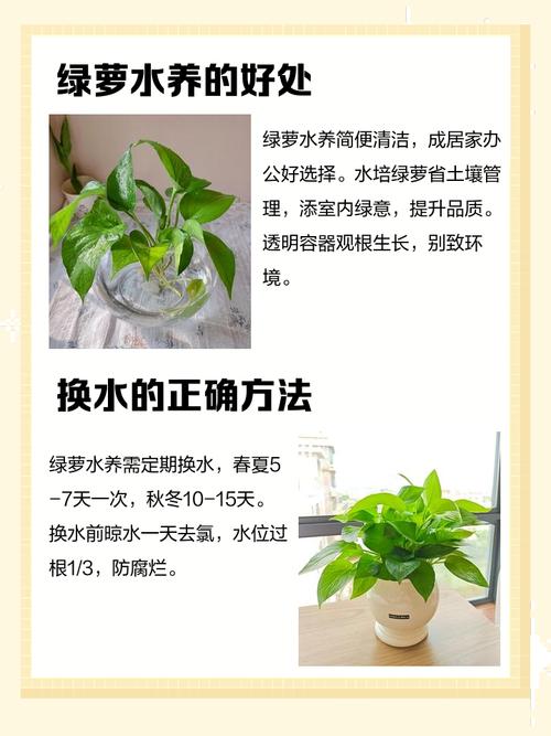 常春藤绿萝水培更合适?关键优势是什么?-第2张图片-吾爱花网 常春藤绿萝水培更合适?关键优势是什么?-第2张图片-吾爱花网