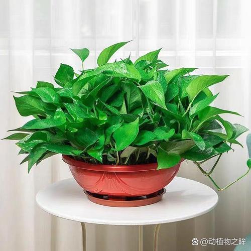 常春藤绿萝水培更合适?关键优势是什么?-第3张图片-吾爱花网 常春藤绿萝水培更合适?关键优势是什么?-第3张图片-吾爱花网