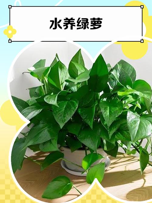 水培绿萝能用缓释肥吗?-第1张图片-吾爱花网 水培绿萝能用缓释肥吗?-第1张图片-吾爱花网