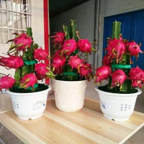 迷你水果小盆栽图片，能种出可食用水果吗？-第1张图片-吾爱花网