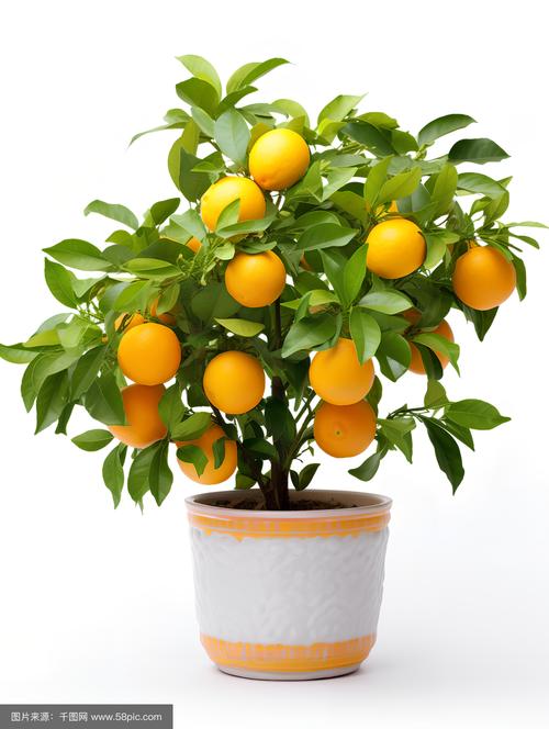 迷你水果小盆栽图片，能种出可食用水果吗？-第2张图片-吾爱花网