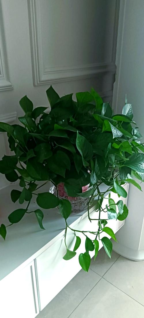 水培绿萝摆餐桌合适吗?-第1张图片-吾爱花网 水培绿萝摆餐桌合适吗?-第1张图片-吾爱花网