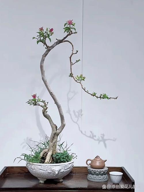 盆栽造型怎么修？30字图片指南在此-第3张图片-吾爱花网