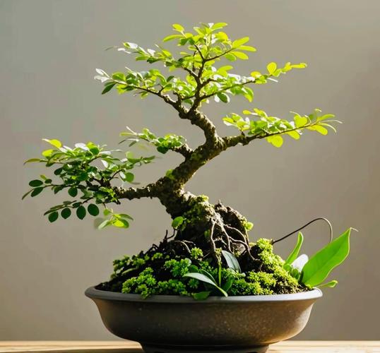 盆栽造型怎么修？30字图片指南在此-第1张图片-吾爱花网