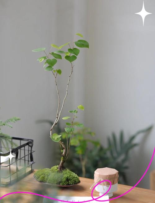 盆栽造型怎么修？30字图片指南在此-第2张图片-吾爱花网