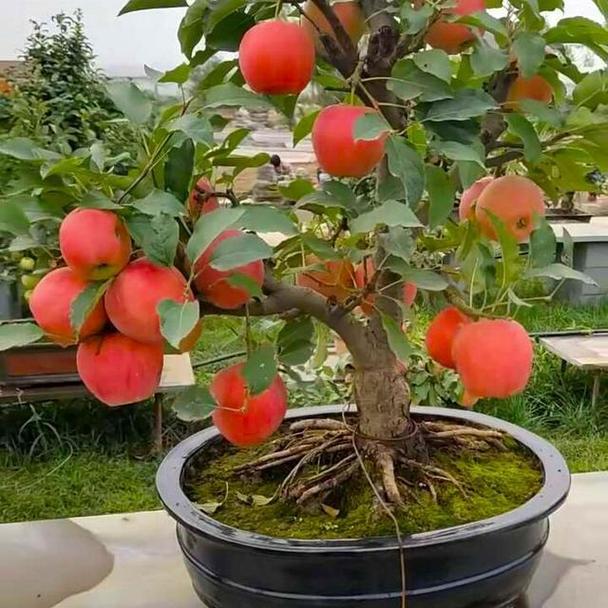 上海适合种哪些盆栽果树？-第1张图片-吾爱花网