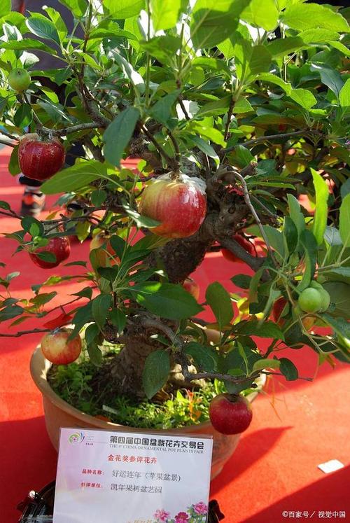 上海适合种哪些盆栽果树？-第3张图片-吾爱花网
