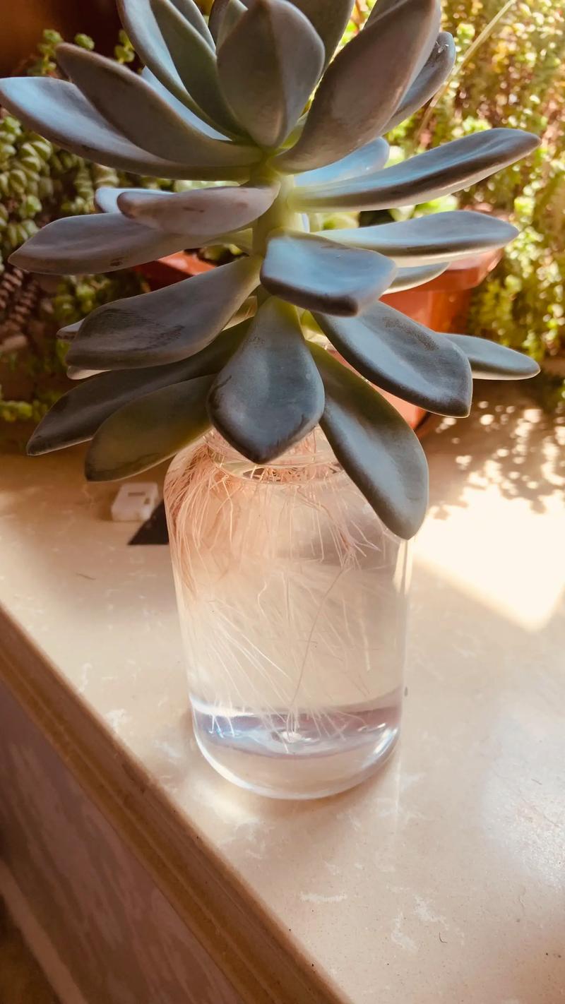 河水能养水培多肉吗?-第2张图片-吾爱花网 河水能养水培多肉吗?-第2张图片-吾爱花网