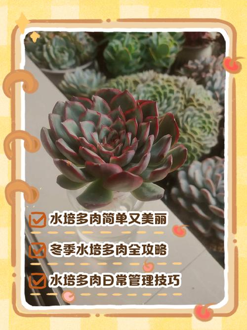 河水能养水培多肉吗?-第3张图片-吾爱花网 河水能养水培多肉吗?-第3张图片-吾爱花网