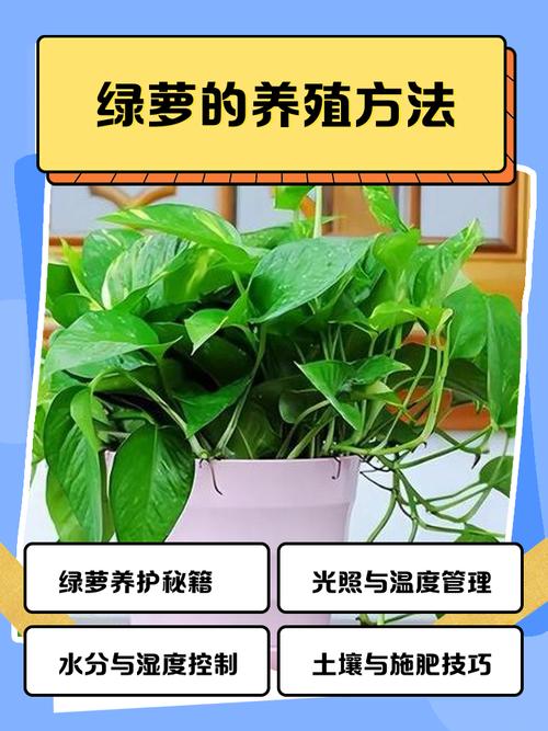 水培绿萝不绿怎么办?原因何在?-第3张图片-吾爱花网 水培绿萝不绿怎么办?原因何在?-第3张图片-吾爱花网