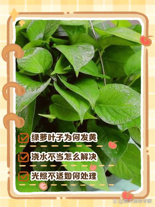 水培绿萝不绿怎么办?原因何在?-第2张图片-吾爱花网 水培绿萝不绿怎么办?原因何在?-第2张图片-吾爱花网