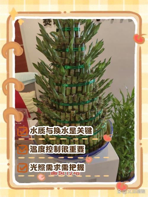 冬天水培富贵竹怎么养法-第2张图片-吾爱花网 冬天水培富贵竹怎么养法-第2张图片-吾爱花网