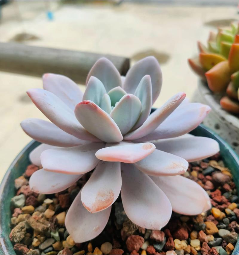 秋季适合种什么多肉植物-第2张图片-吾爱花网