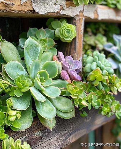 秋季适合种什么多肉植物-第3张图片-吾爱花网