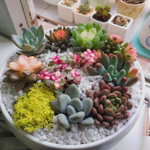 什么多肉适合拼盘？-第3张图片-吾爱花网