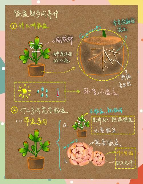 多肉植物的种植方法大全-第2张图片-吾爱花网