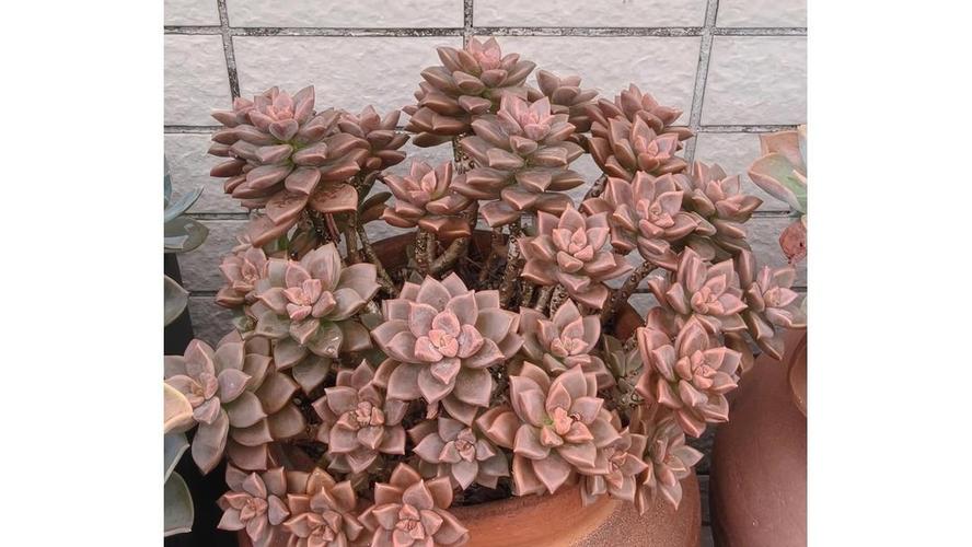 什么多肉叶子是风车形状-第2张图片-吾爱花网