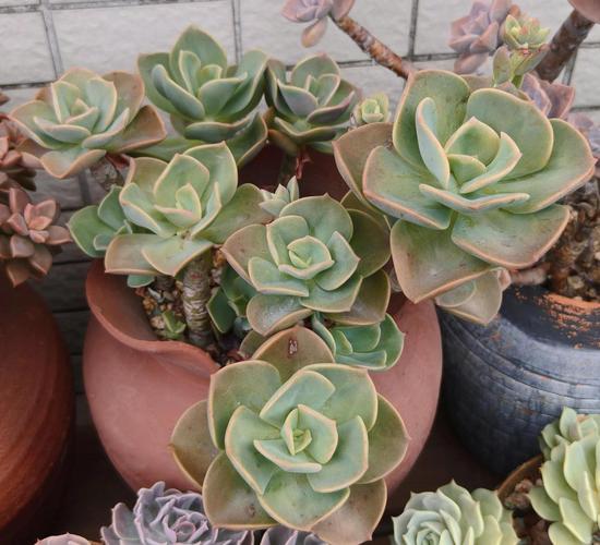 什么多肉叶子是风车形状-第1张图片-吾爱花网