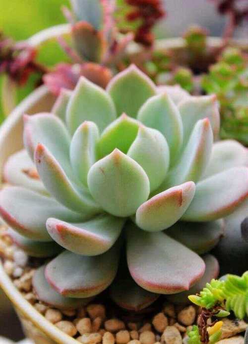 什么多肉叶子是风车形状-第3张图片-吾爱花网